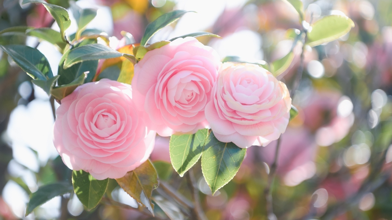 Три розовых цветка магнолии на ветках  