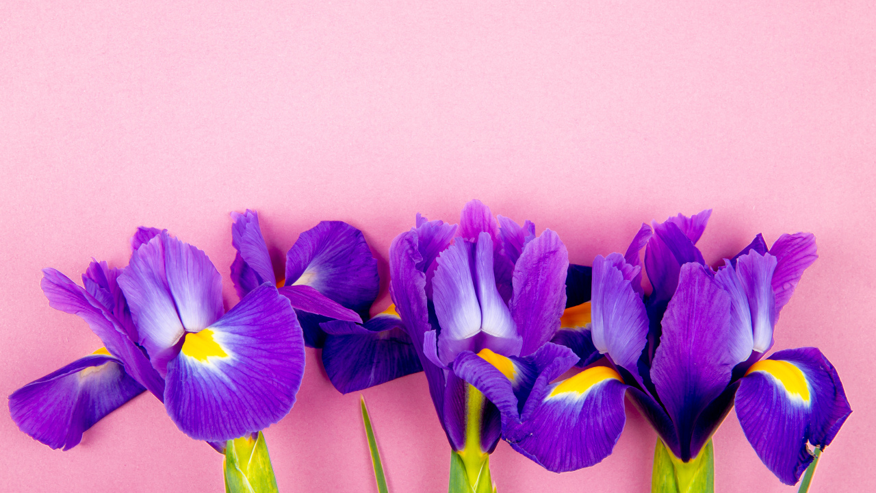Три фиолетовых цветка ириса на розовом фоне