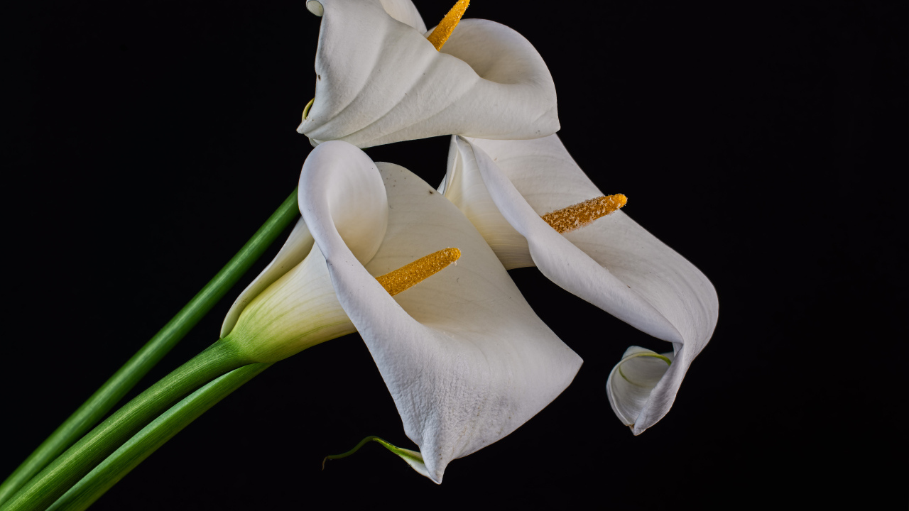 Три белых каллы на черном фоне