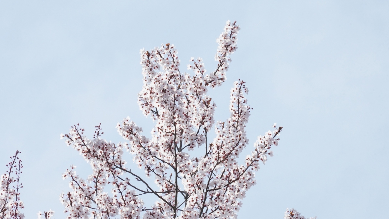 Дерево покрыто цветами на фоне голубого неба