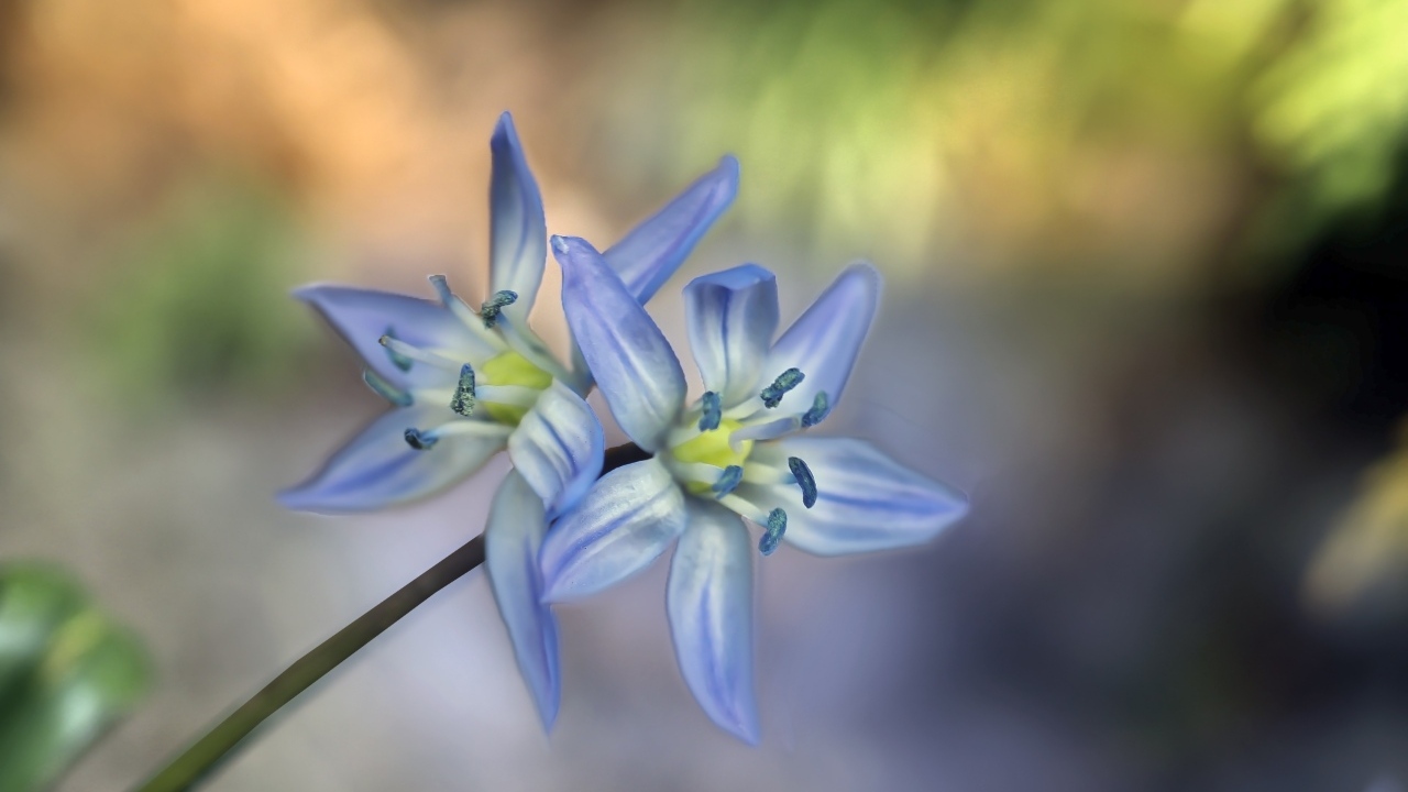 Два синих цветка пролесок крупным планом