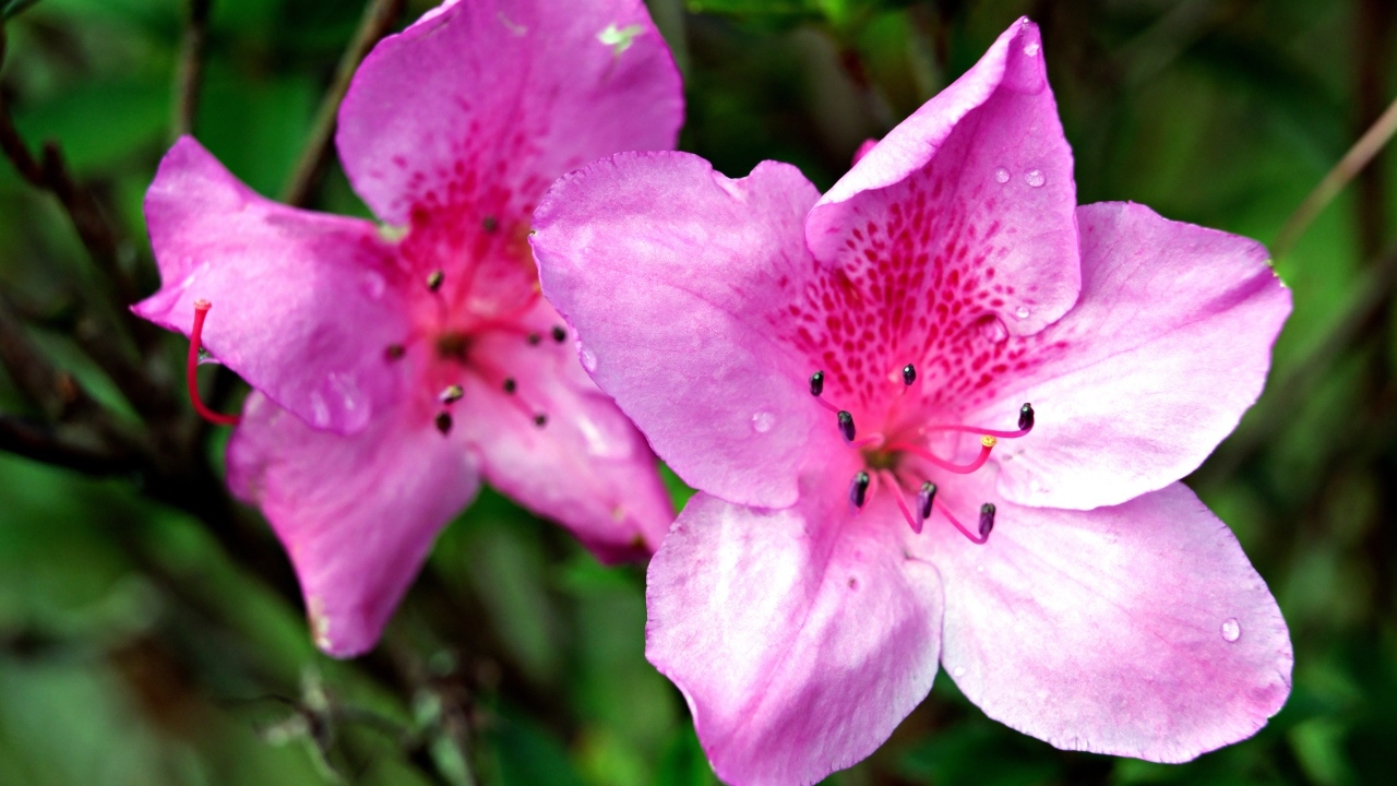 Два розовых цветка азалии крупным планом