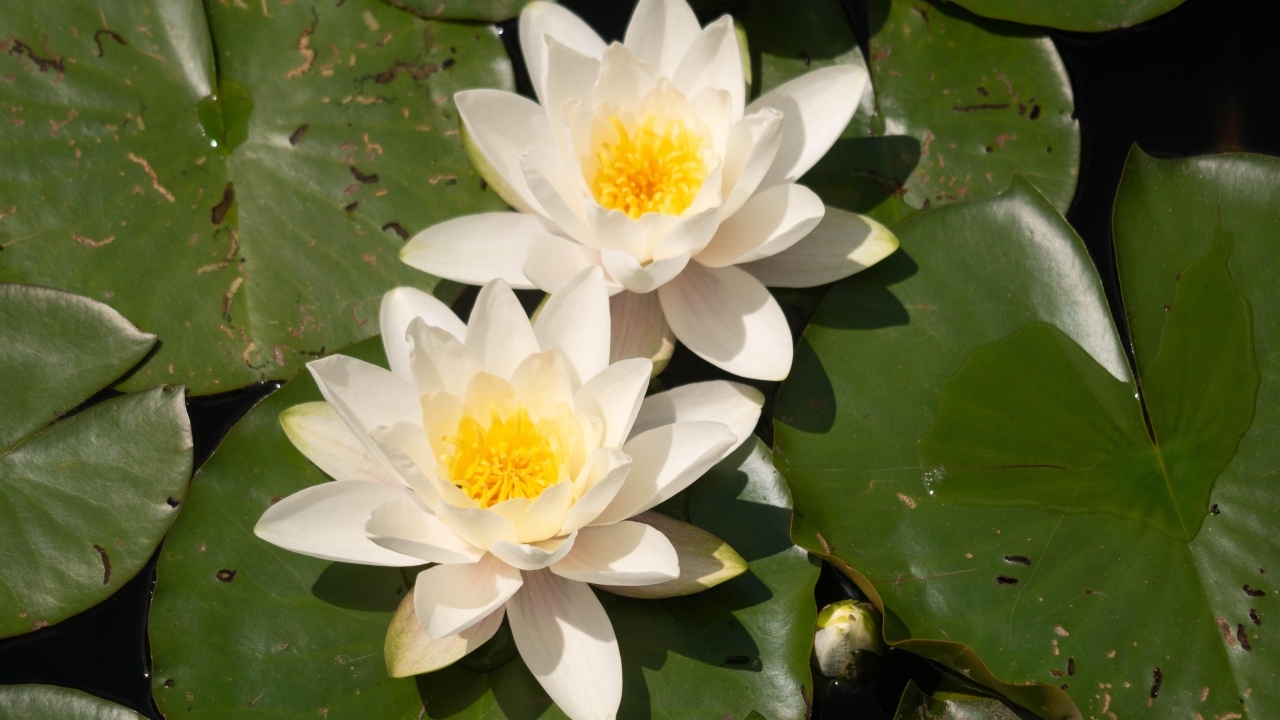 Два цветка водяной лилии с большими зелеными листьями в пруду