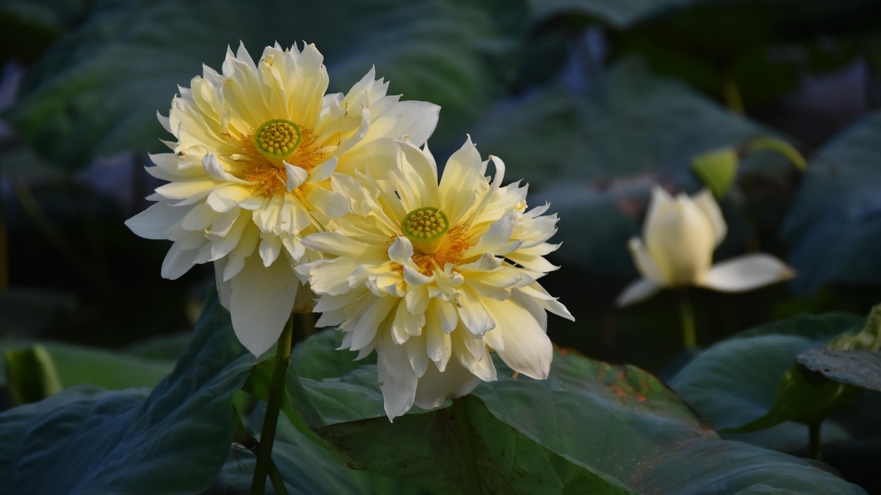 Два белых цветка лотоса отцветают 