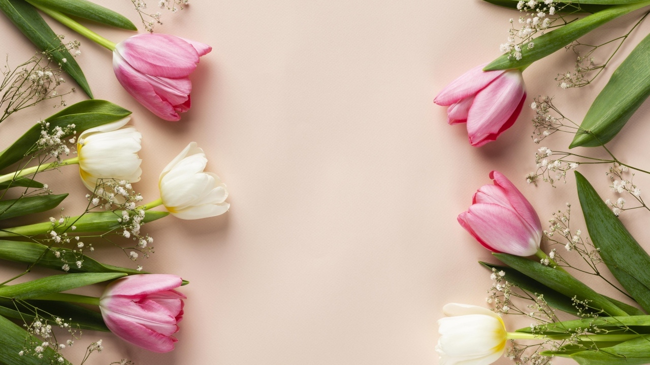 Белые и розовые тюльпаны с цветами гипсофилы на розовом фоне