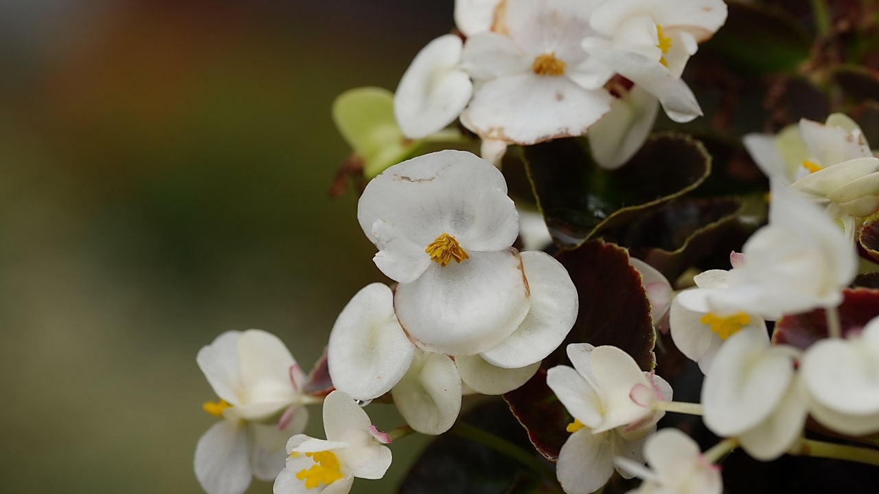 Белые цветы бегония крупным планом