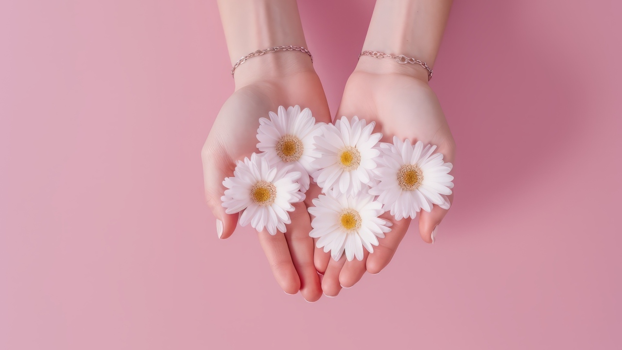 Белые цветы ромашки в ладонях на розовом фоне