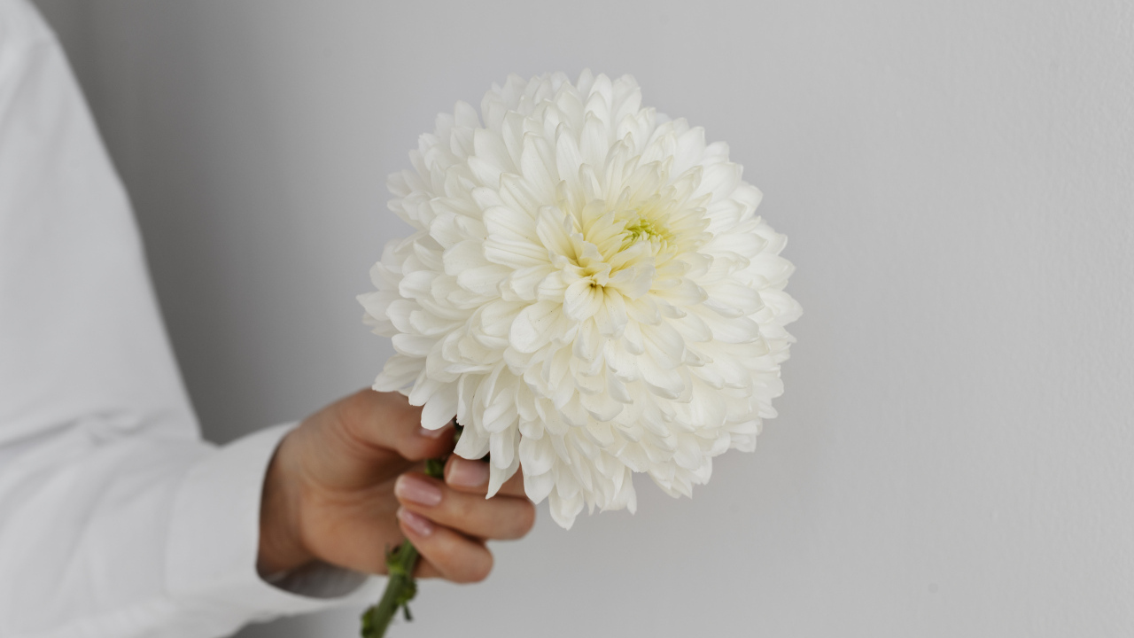 Белый цветок хризантемы в руке