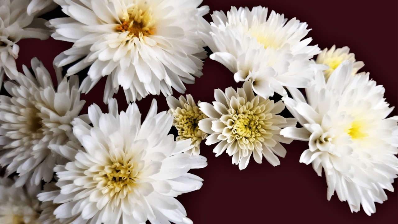 Белые цветы хризантемы на коричневом фоне