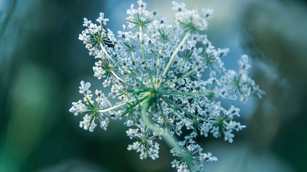 Белое цветущее полевое растение