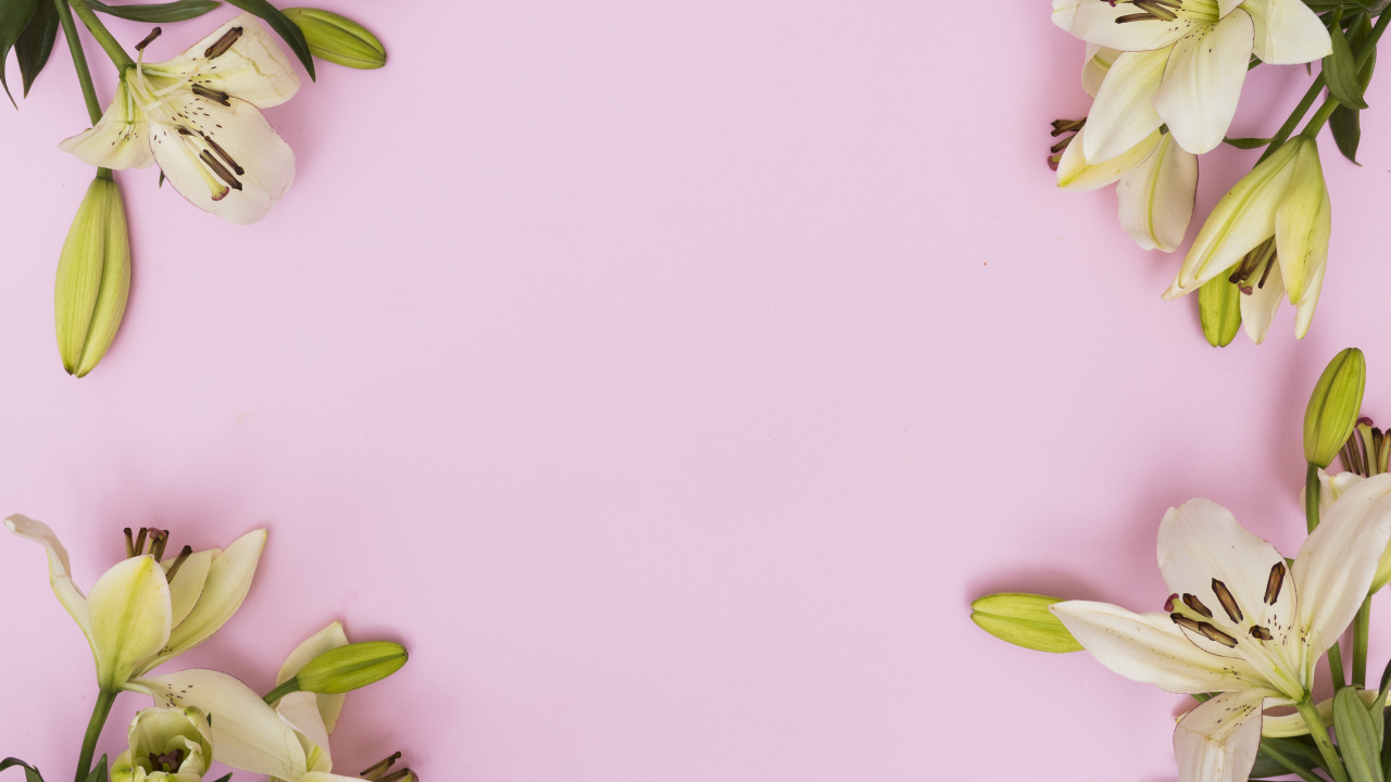 Белые лилии на розовом фоне, фон для открытки