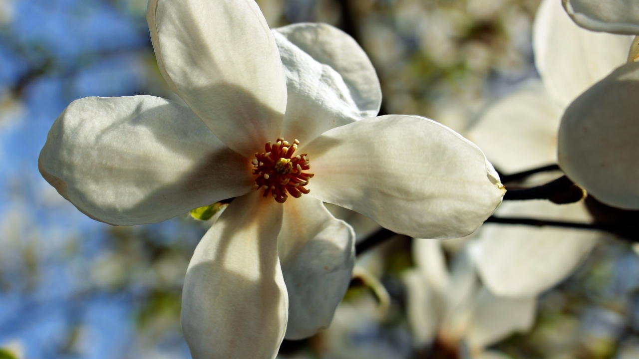 Белый цветок магнолии на ветке крупным планом