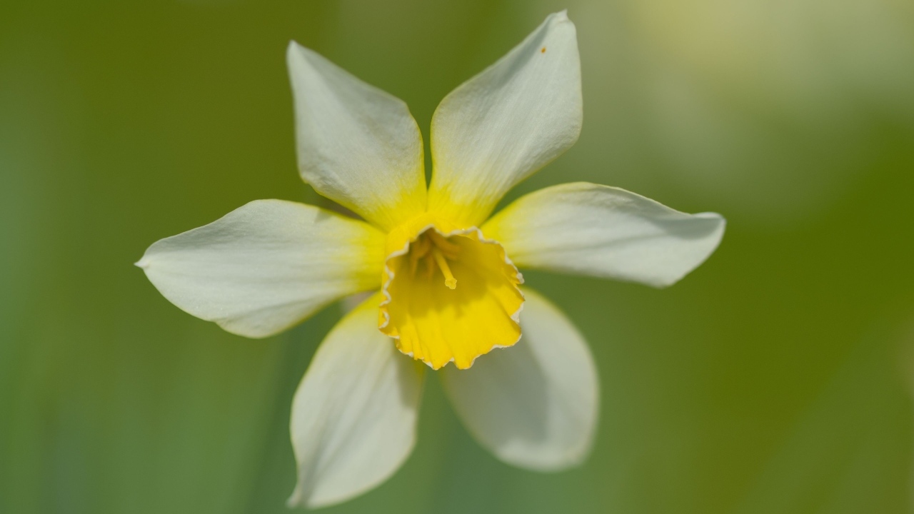 Белый цветок нарцисса с желтой серединкой крупным планом