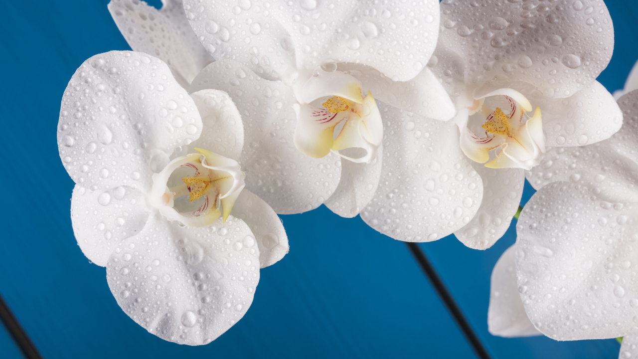 Белые цветы орхидеи на голубом фоне