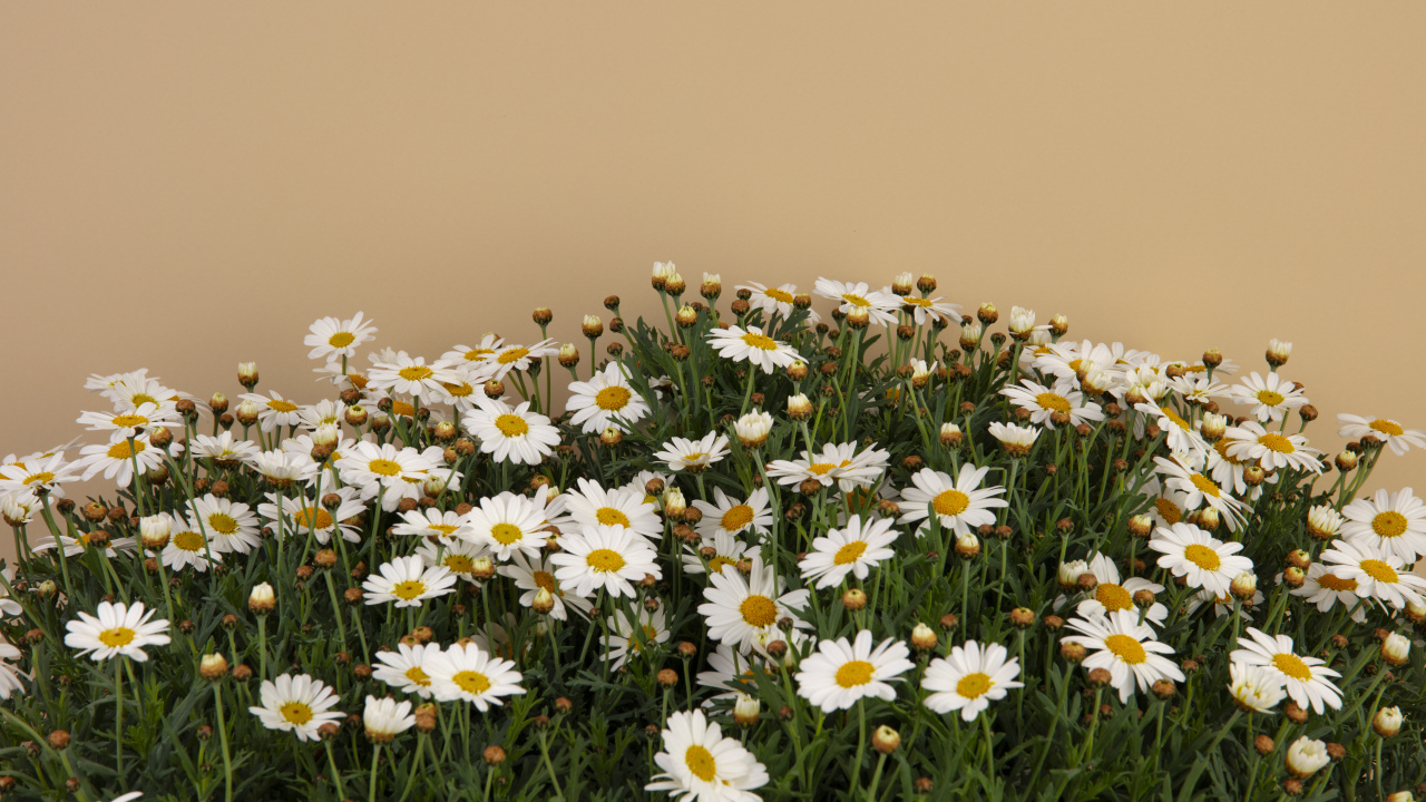 Белые маленькие ромашки на коричневом фоне
