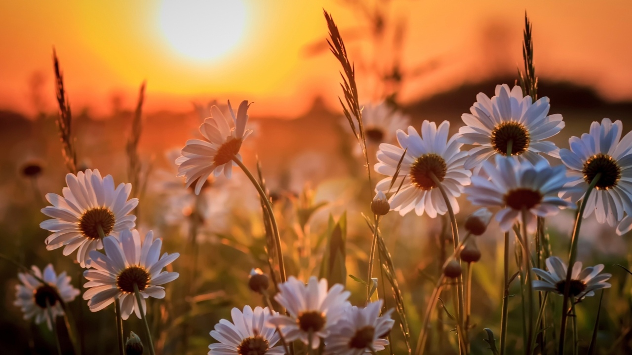 Белые нежные ромашки на рассвете в поле