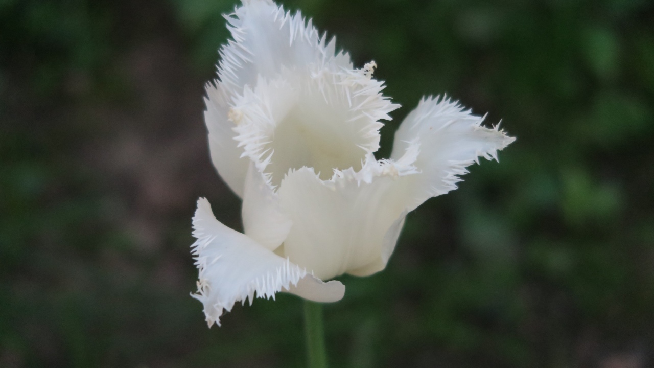 Белый тюльпан с волнистыми лепестками