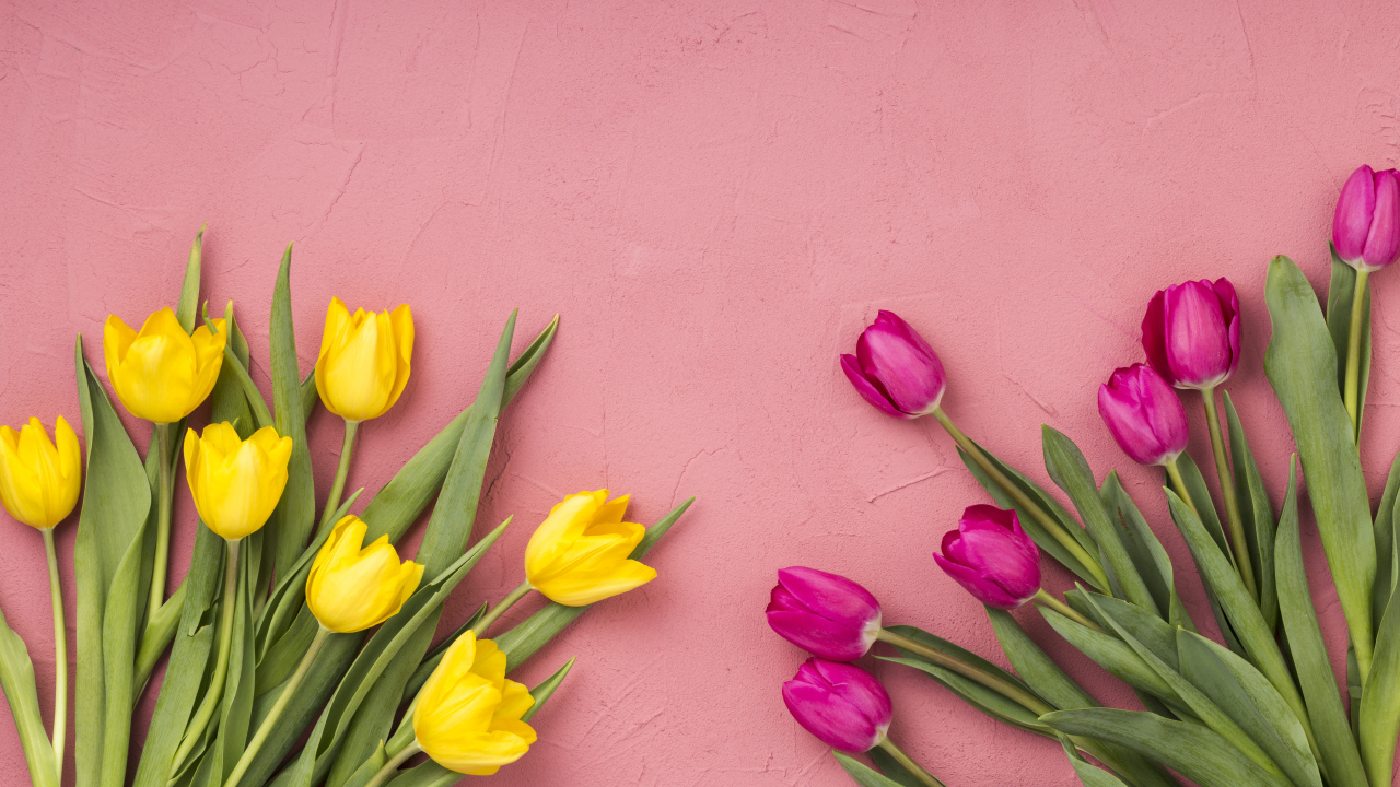 Желтые и сиреневые тюльпаны на розовом фоне