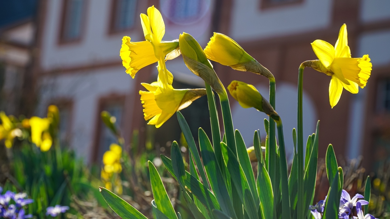 Желтые нарциссы распускаются на клумбе весной
