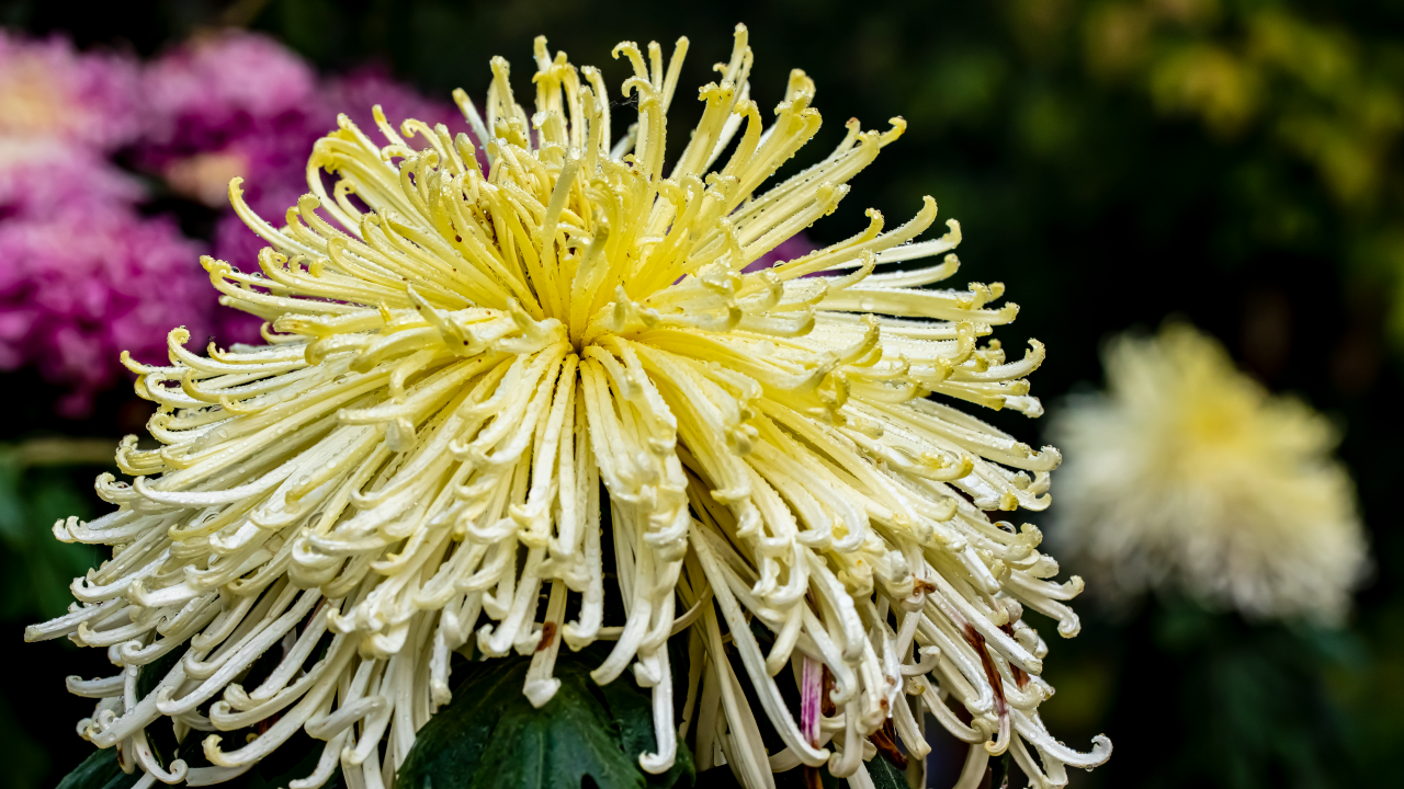 Желтый отцветающий цветок хризантемы