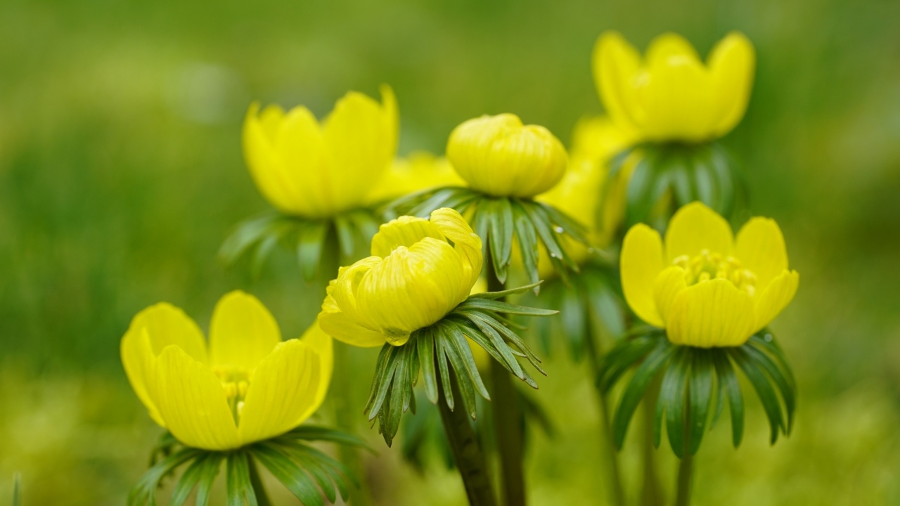 Желтые цветы рябчика крупным планом