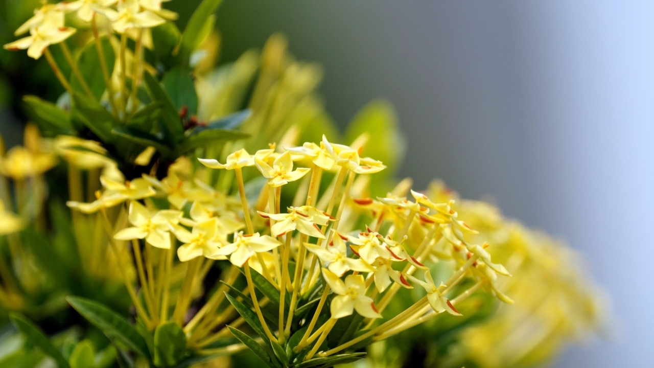 Желтые цветы иксора крупным планом