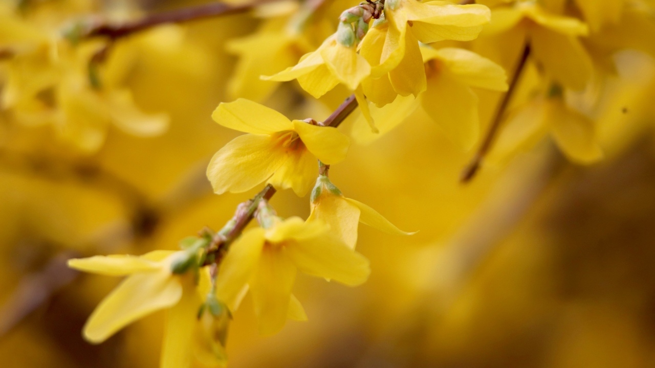 Желтые цветы сирени на ветке дерева
