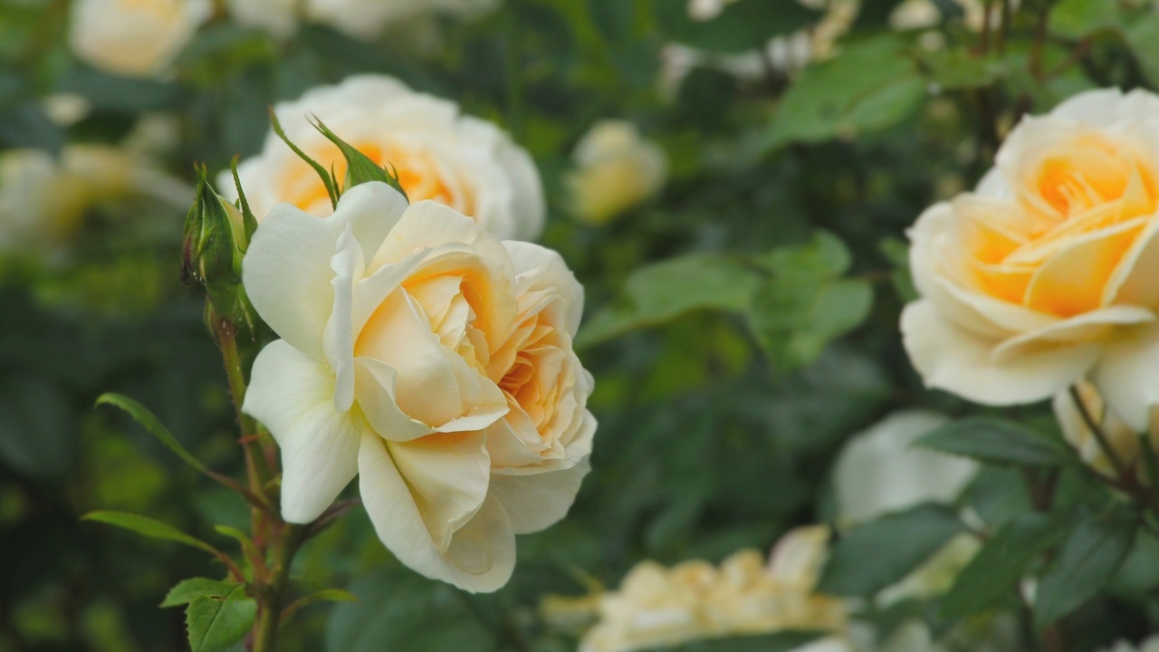 Желтые парковые розы с бутонами