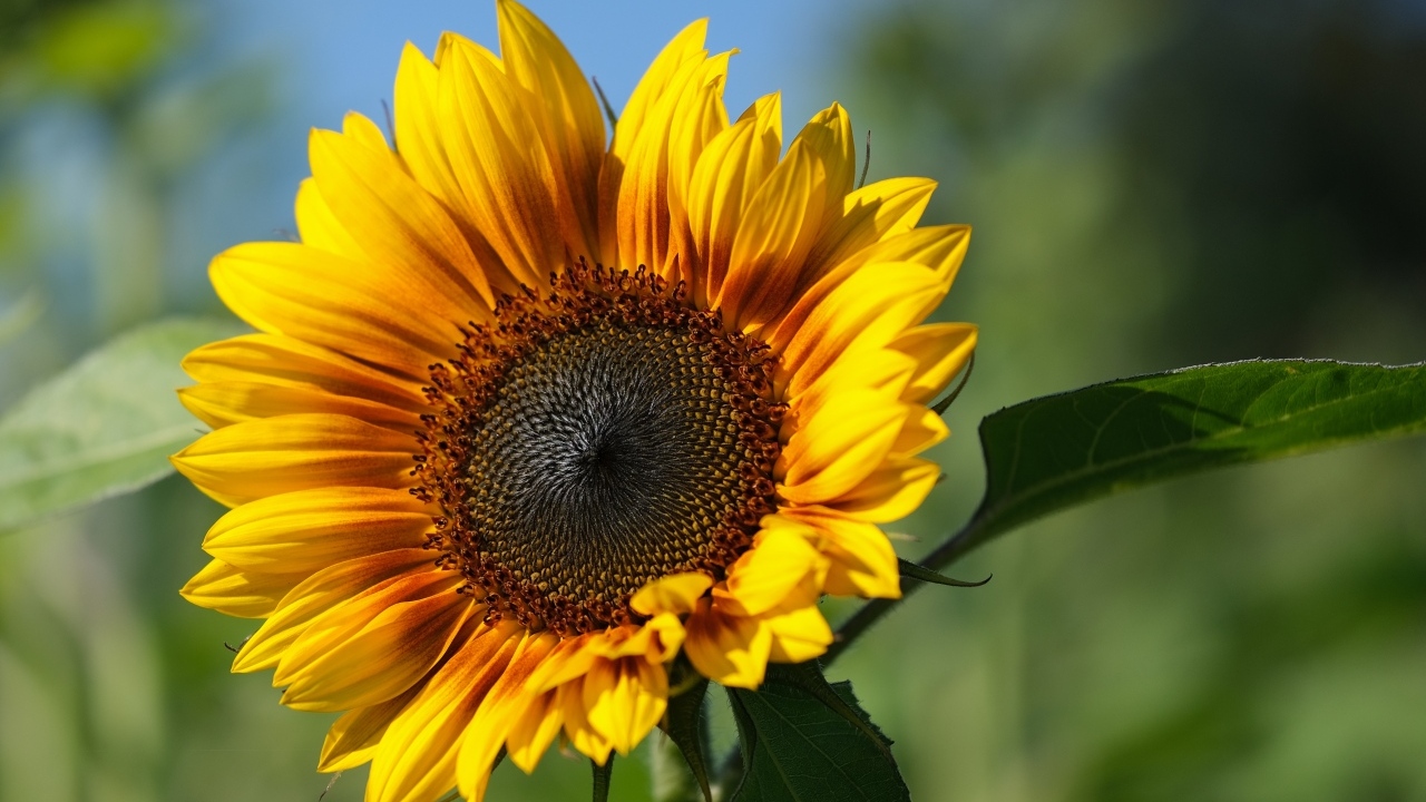 Желтый подсолнух с желтой серединой в лучах солнца