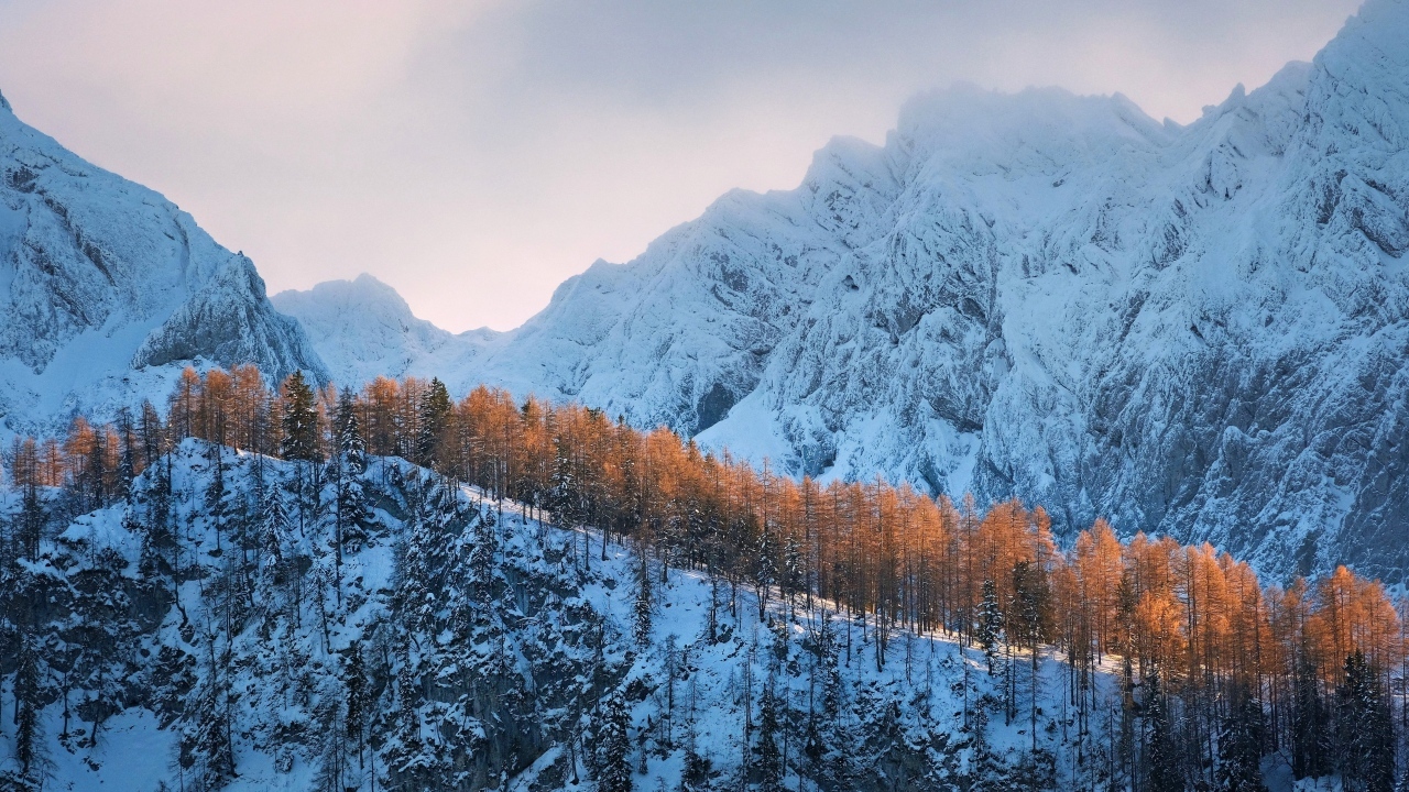 Покрытые холодным белым снегом горы с лесом