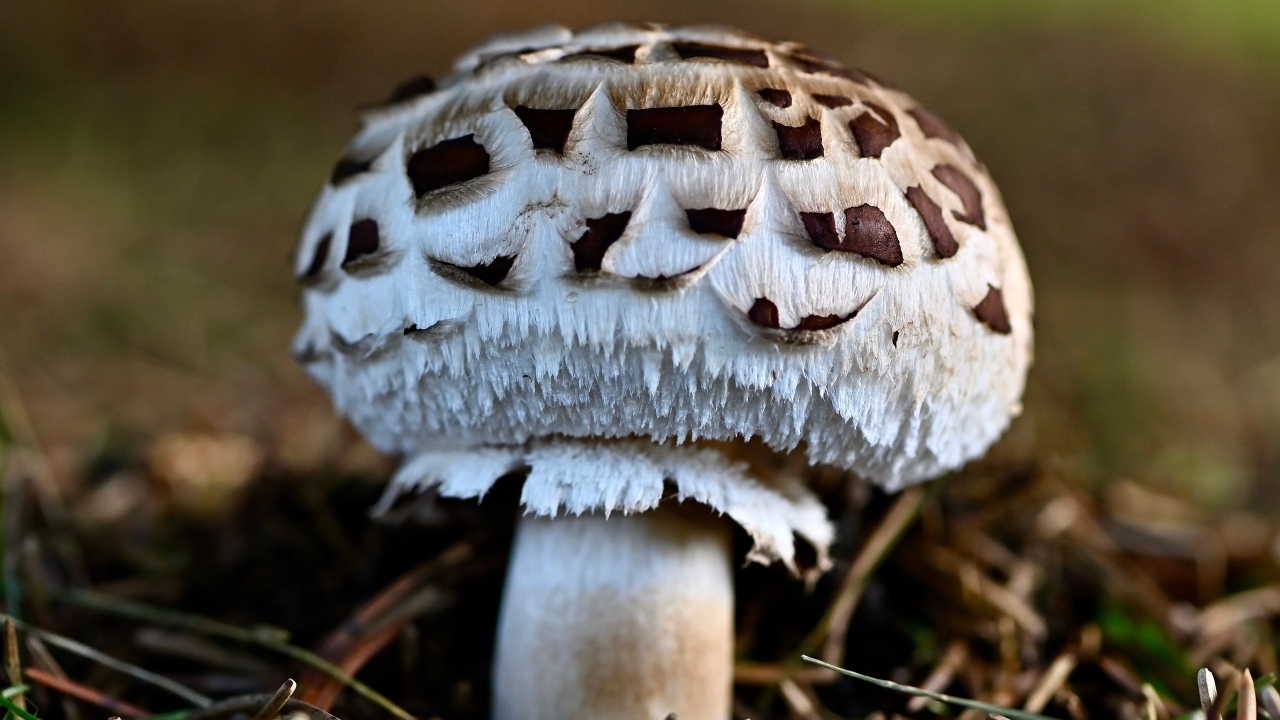 Большой гриб шампиньон на земле