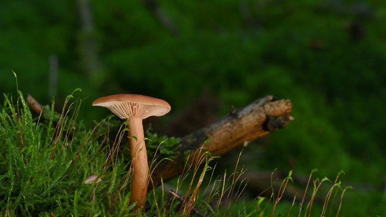 Гриб в лесу на земле покрытой зеленым мхом