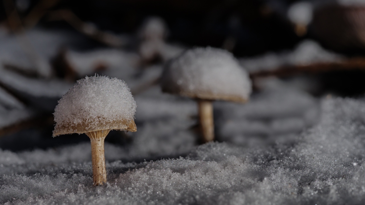 Грибы в снегу в лесу зимой