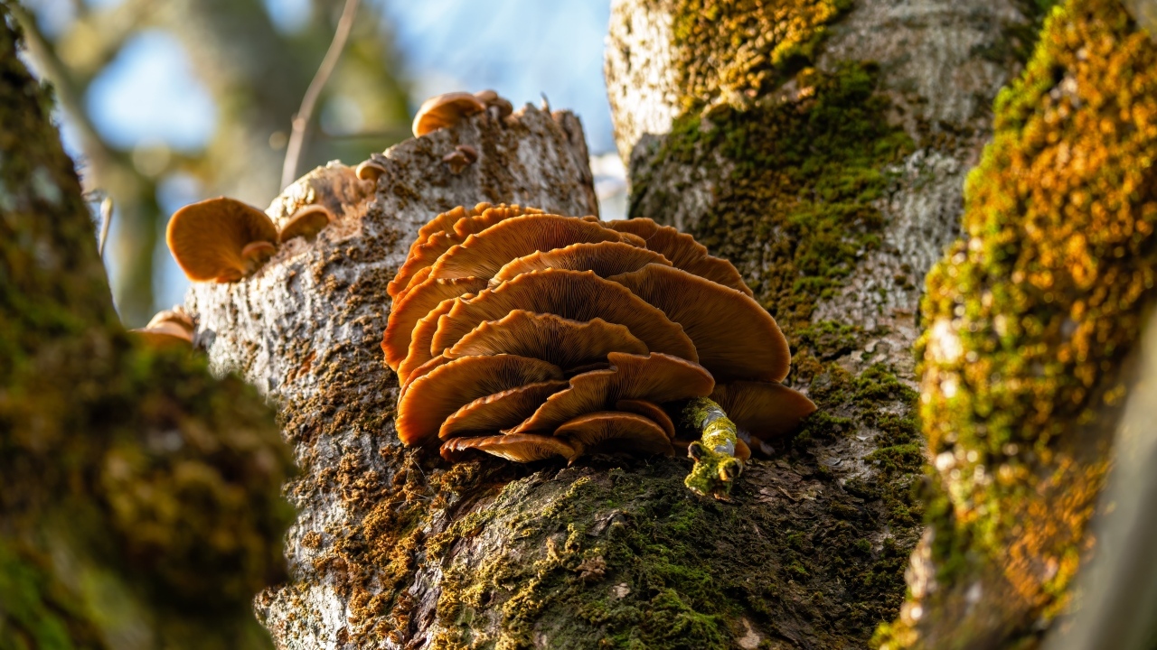 Грибы на покрытом мхом дереве осенью