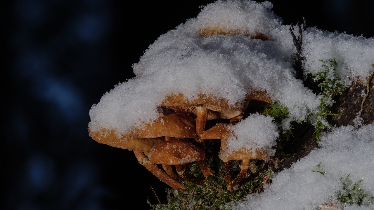 Маленькие грибы под снегом в лесу