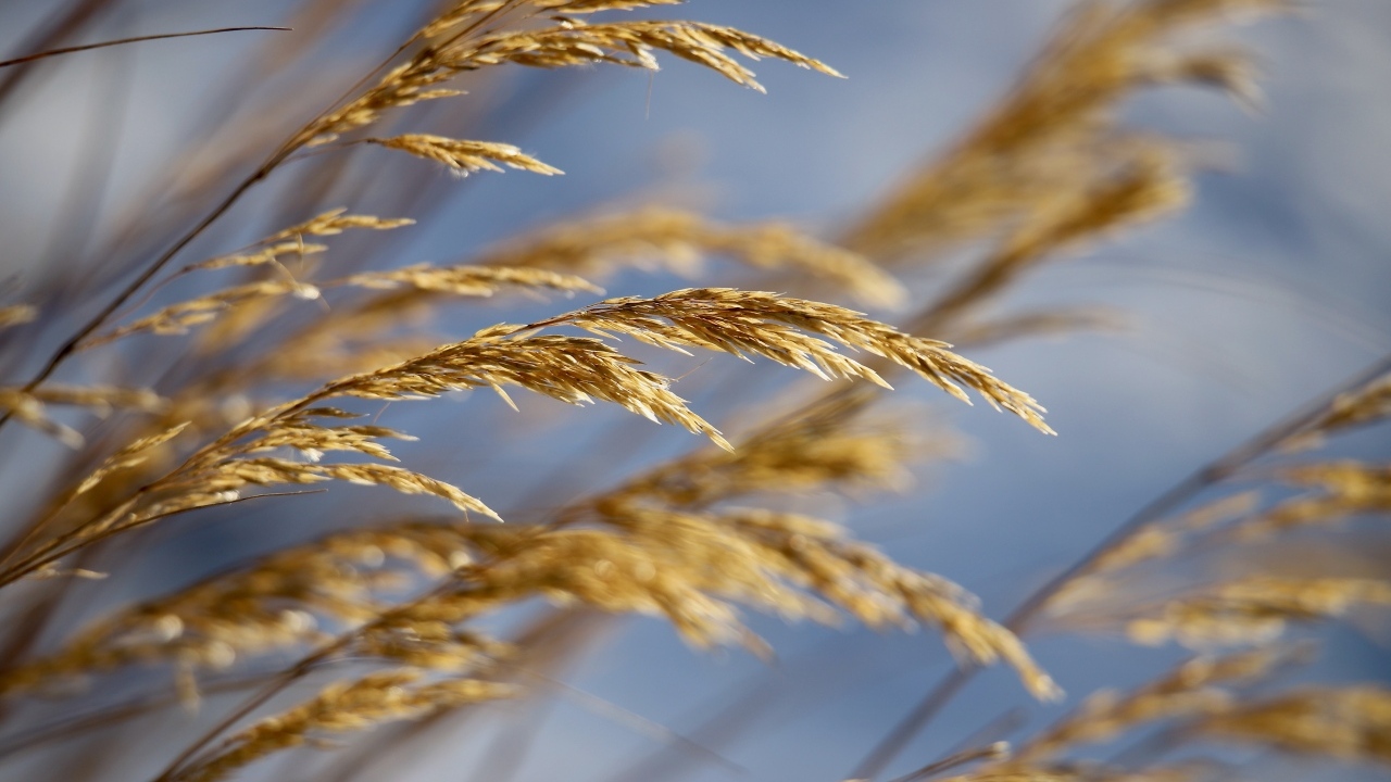 Колосья полевой травы крупным планом