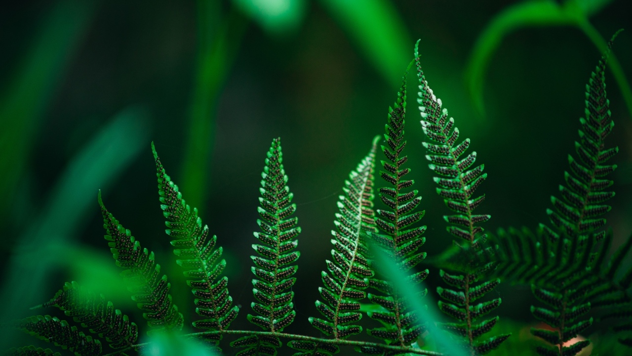 Зеленые листья папоротника крупным планом