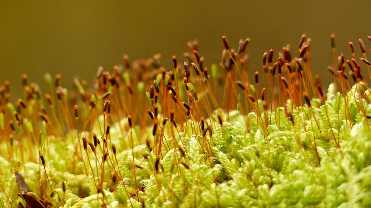 Зеленый мох на земле крупным планом