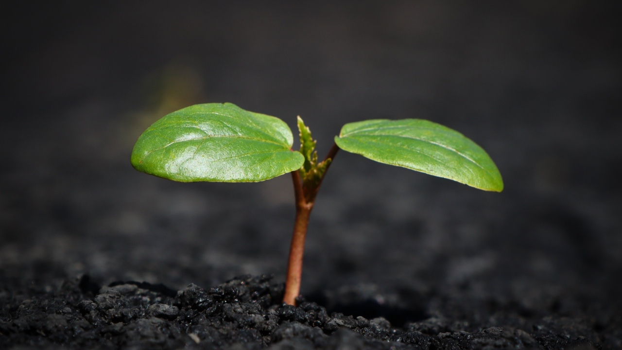 Зеленое маленькое растение на земле