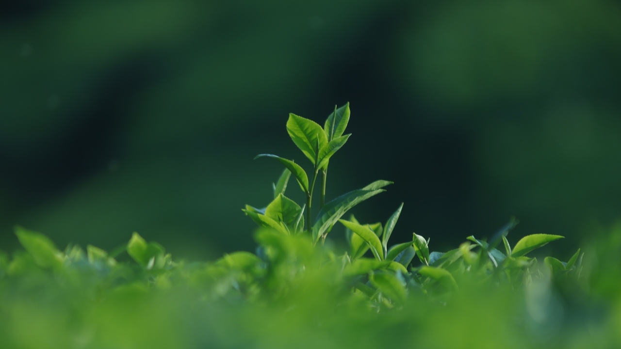 Зеленые листья чая на плантации