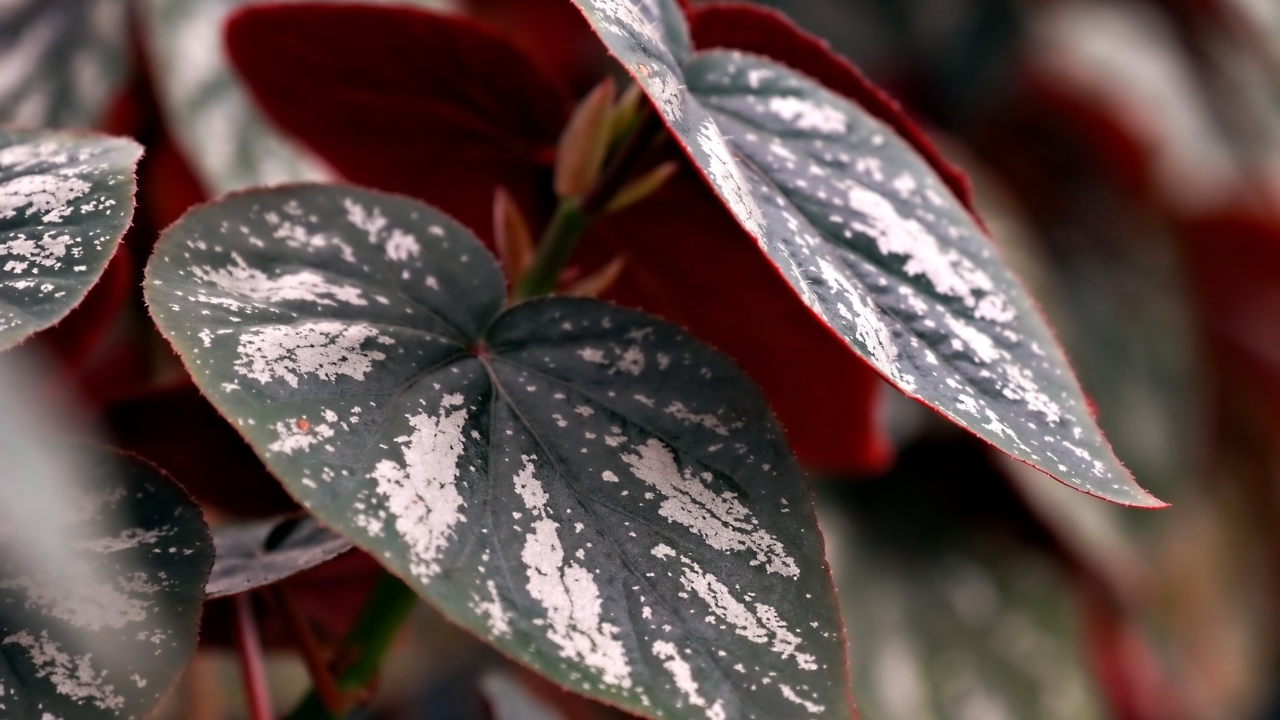 Огромные зеленые с белыми полосками листья растения