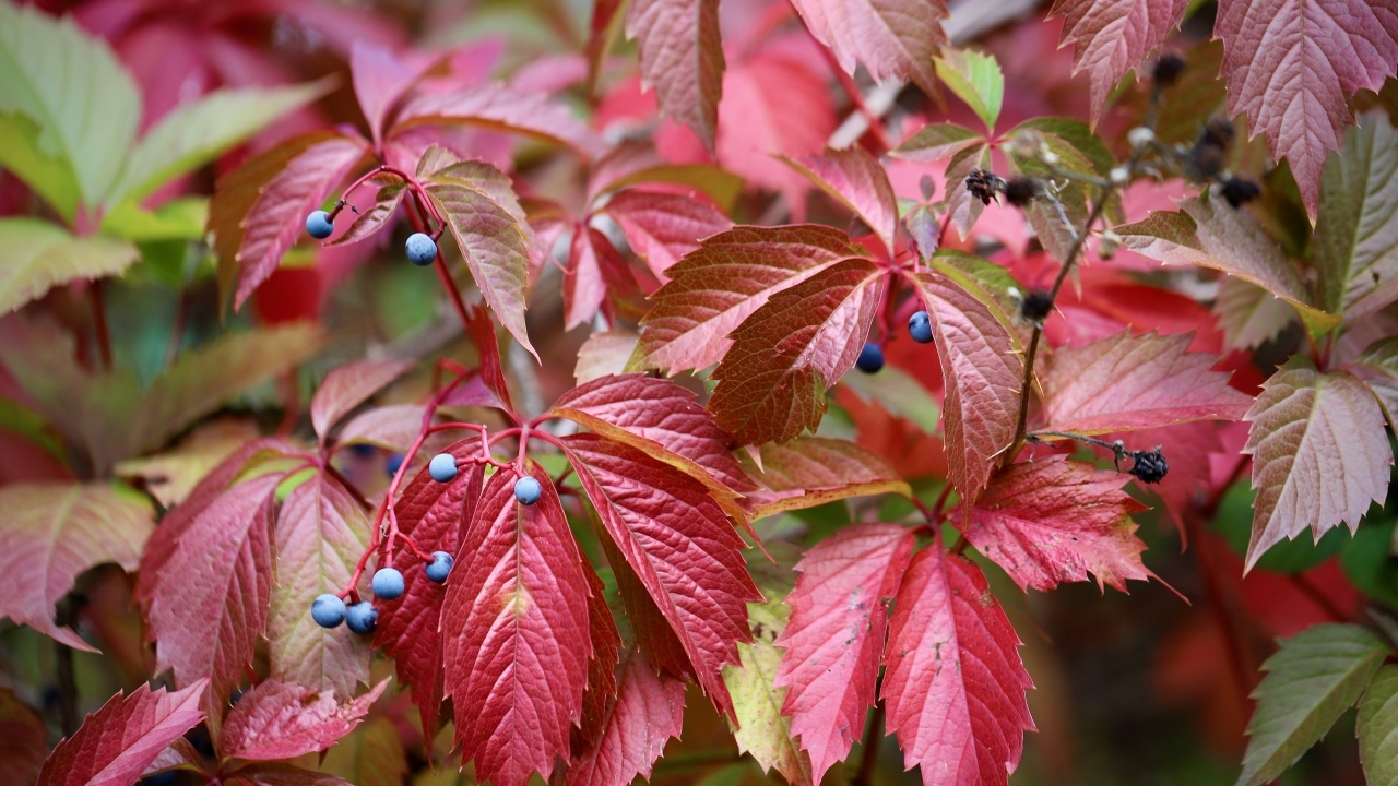 Красные листья дикого винограда