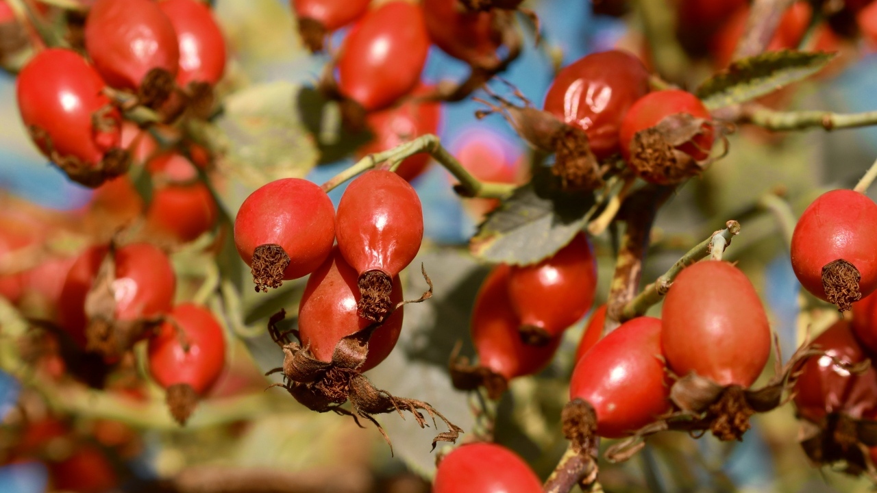 Красные ягоды шиповника на ветках