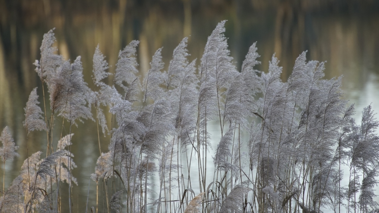 Колосья тростника у воды