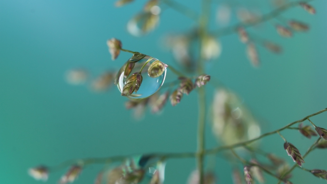 Прозрачная капля на колоске 