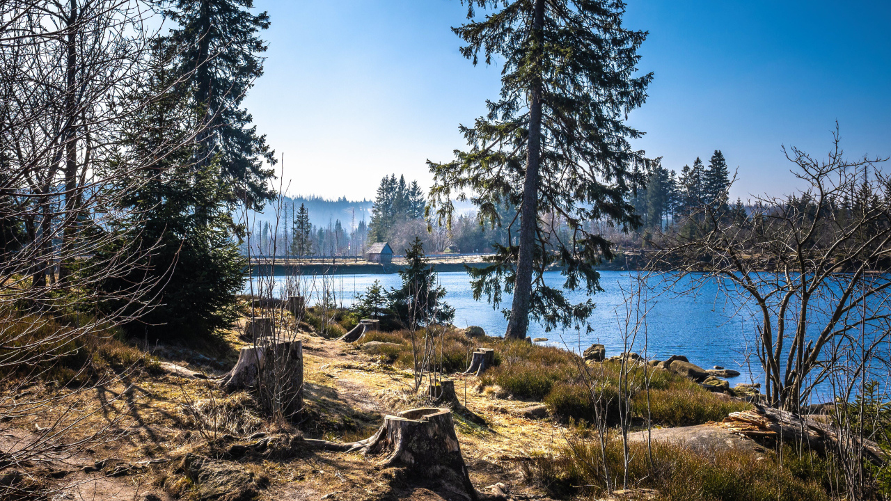 Ели у реки в холодном весеннем парке