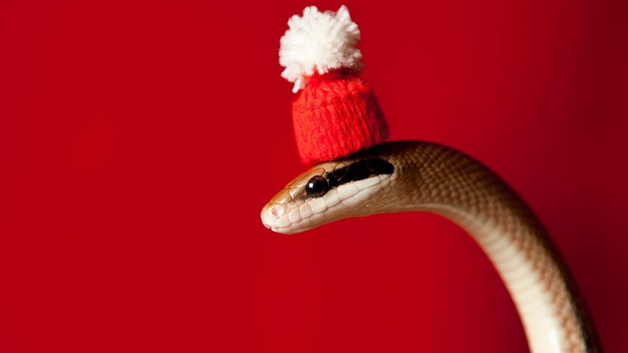 Змея в новогодней шапке на красном фоне