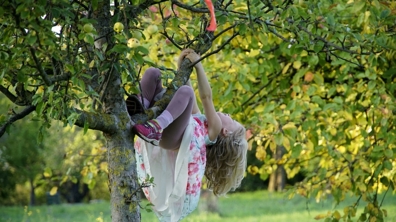 Девочка висит на дереве с яблоками
