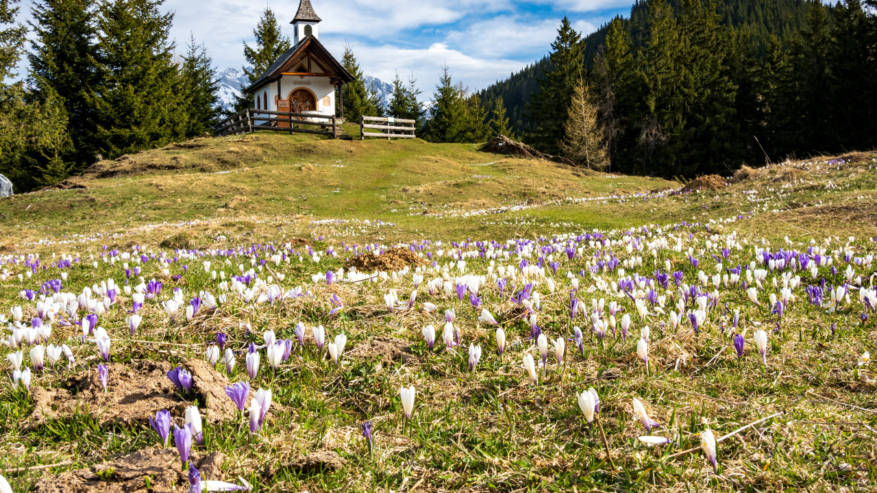 Часовня на поляне покрытой весенними цветами крокуса, Альпы. Австрия
