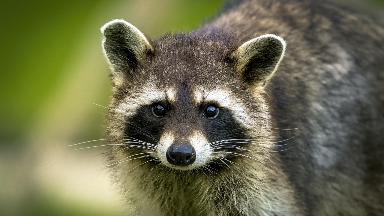 Милый енот с черным носом